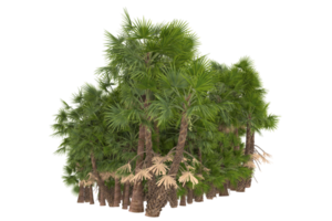 Palm trees isolated on transparent background. 3d rendering - illustration png