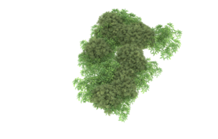 Realistic foliage isolated on transparent background. 3d rendering - illustration png