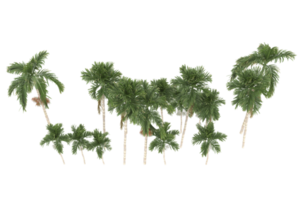 palma alberi isolato su trasparente sfondo. 3d interpretazione - illustrazione png