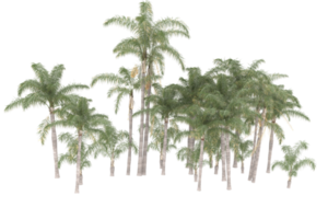 Palm trees isolated on transparent background. 3d rendering - illustration png