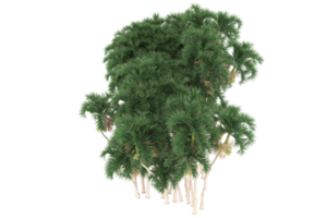 Palm trees isolated on transparent background. 3d rendering - illustration png