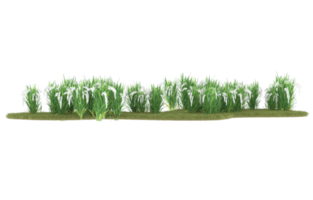 Realistic foliage isolated on transparent background. 3d rendering - illustration png