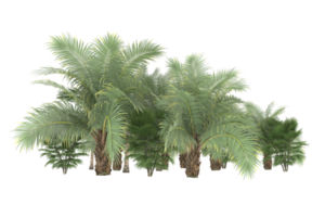 Palm trees isolated on transparent background. 3d rendering - illustration png