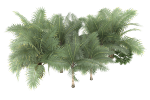 palm bomen geïsoleerd Aan transparant achtergrond. 3d renderen - illustratie png