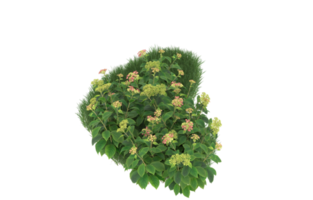 Realistic foliage isolated on transparent background. 3d rendering - illustration png