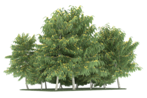 Realistic forest isolated on transparent background. 3d rendering - illustration png