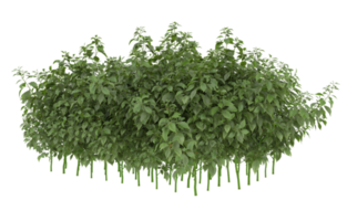 Realistic foliage isolated on transparent background. 3d rendering - illustration png