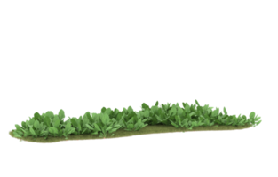 Realistic foliage isolated on transparent background. 3d rendering - illustration png