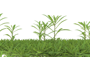 Realistic foliage isolated on transparent background. 3d rendering - illustration png