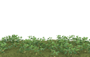 Realistic foliage isolated on transparent background. 3d rendering - illustration png