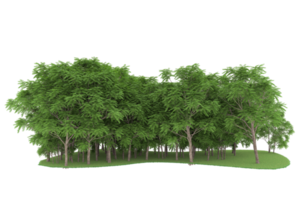 forêt réaliste isolée sur fond transparent. rendu 3d - illustration png