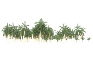 Palm trees isolated on transparent background. 3d rendering - illustration png