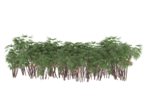 palm bomen geïsoleerd Aan transparant achtergrond. 3d renderen - illustratie png