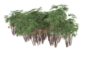 palmiers isolés sur fond transparent. rendu 3d - illustration png