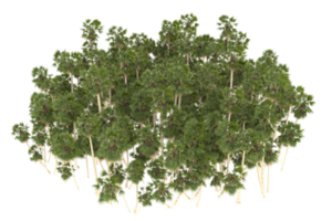 Palm trees isolated on transparent background. 3d rendering - illustration png