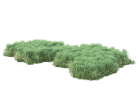 Realistic foliage isolated on transparent background. 3d rendering - illustration png