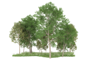 forêt réaliste isolée sur fond transparent. rendu 3d - illustration png