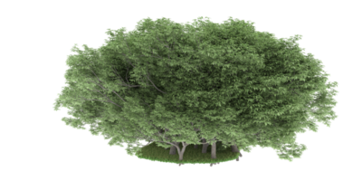 Realistic forest isolated on transparent background. 3d rendering - illustration png