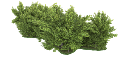 forêt réaliste isolée sur fond transparent. rendu 3d - illustration png