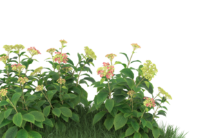 Realistic foliage isolated on transparent background. 3d rendering - illustration png