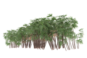 Palm trees isolated on transparent background. 3d rendering - illustration png