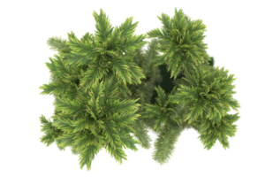 palm bomen geïsoleerd Aan transparant achtergrond. 3d renderen - illustratie png