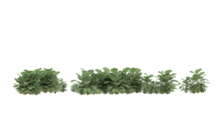 Realistic foliage isolated on transparent background. 3d rendering - illustration png