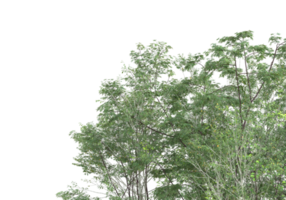 Realistic foliage isolated on transparent background. 3d rendering - illustration png