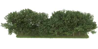 Realistic forest isolated on transparent background. 3d rendering - illustration png