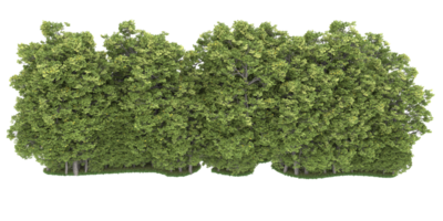 Realistic forest isolated on transparent background. 3d rendering - illustration png