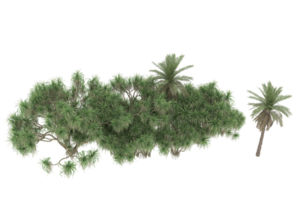 palmiers isolés sur fond transparent. rendu 3d - illustration png