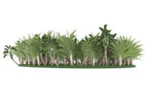 Palm trees isolated on transparent background. 3d rendering - illustration png