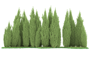 floresta realista isolada em fundo transparente. renderização 3D - ilustração png