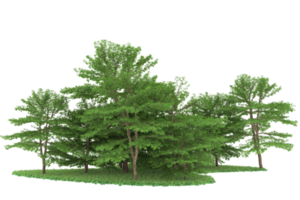 forêt réaliste isolée sur fond transparent. rendu 3d - illustration png