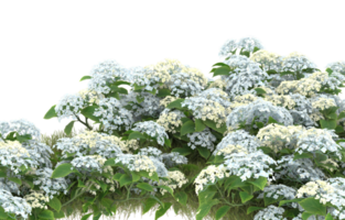 Realistic foliage isolated on transparent background. 3d rendering - illustration png