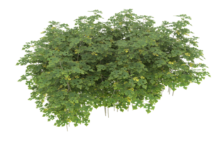 Realistic foliage isolated on transparent background. 3d rendering - illustration png