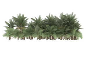 Palm trees isolated on transparent background. 3d rendering - illustration png