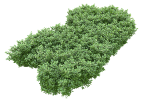 Realistic foliage isolated on transparent background. 3d rendering - illustration png