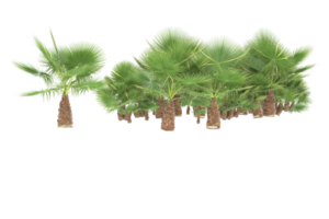 Palm trees isolated on transparent background. 3d rendering - illustration png