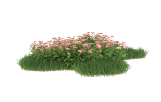 Realistic foliage isolated on transparent background. 3d rendering - illustration png