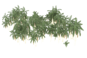 palma alberi isolato su trasparente sfondo. 3d interpretazione - illustrazione png