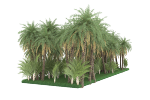 Palm trees isolated on transparent background. 3d rendering - illustration png