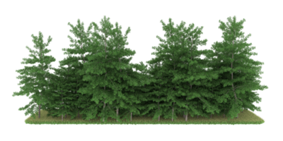 realistico foresta isolato su trasparente sfondo. 3d interpretazione - illustrazione png