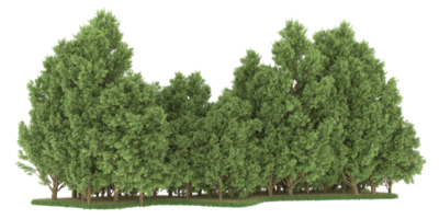 Realistic forest isolated on transparent background. 3d rendering - illustration png