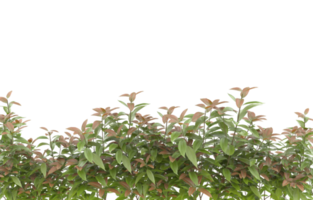 Realistic foliage isolated on transparent background. 3d rendering - illustration png