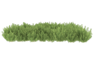 Realistic foliage isolated on transparent background. 3d rendering - illustration png