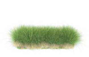 Realistic foliage isolated on transparent background. 3d rendering - illustration png