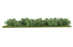 Realistic foliage isolated on transparent background. 3d rendering - illustration png