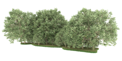 realistischer wald lokalisiert auf transparentem hintergrund. 3D-Rendering - Abbildung png