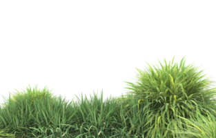 Realistic foliage isolated on transparent background. 3d rendering - illustration png